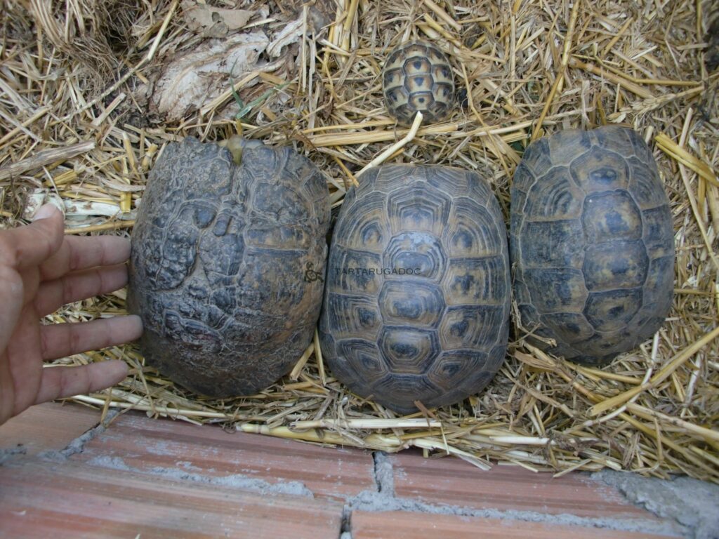 22.Antakiensis risultato