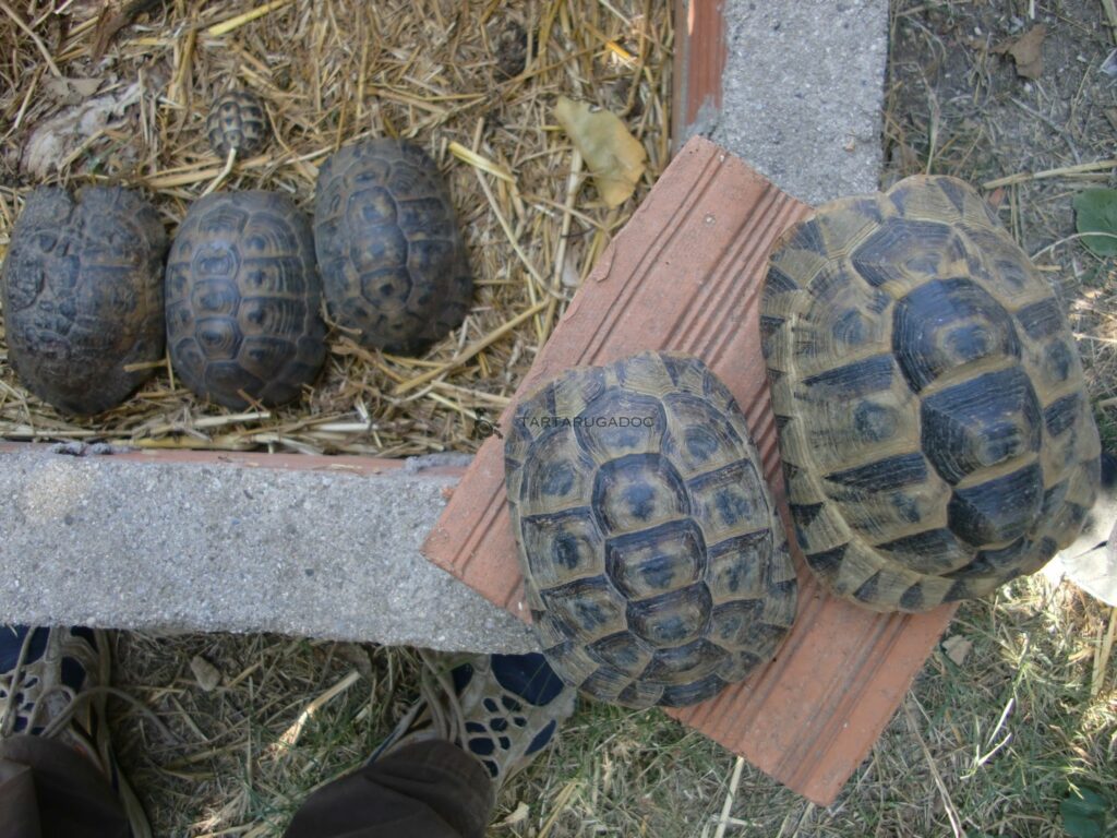 Antakiensis risultato