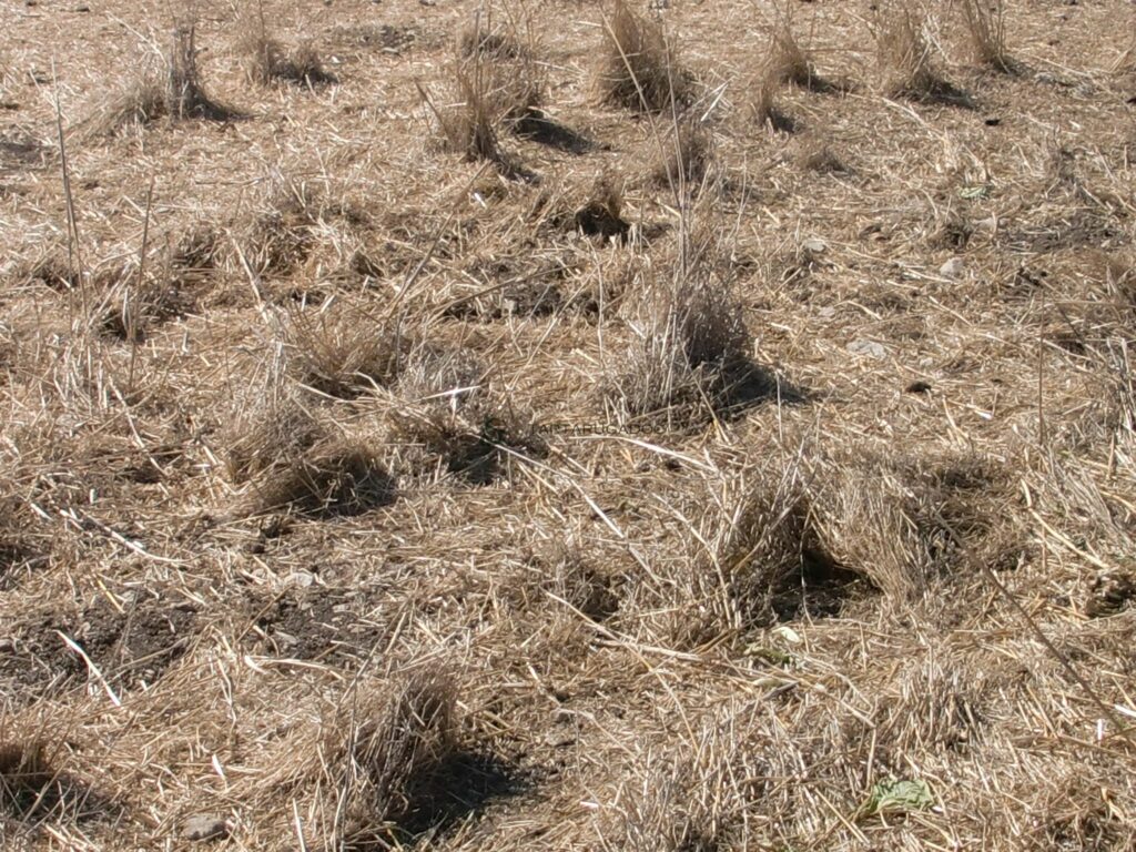 CIMG6457 risultato 1