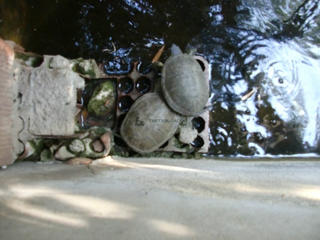 CIMG6556 risultato 2