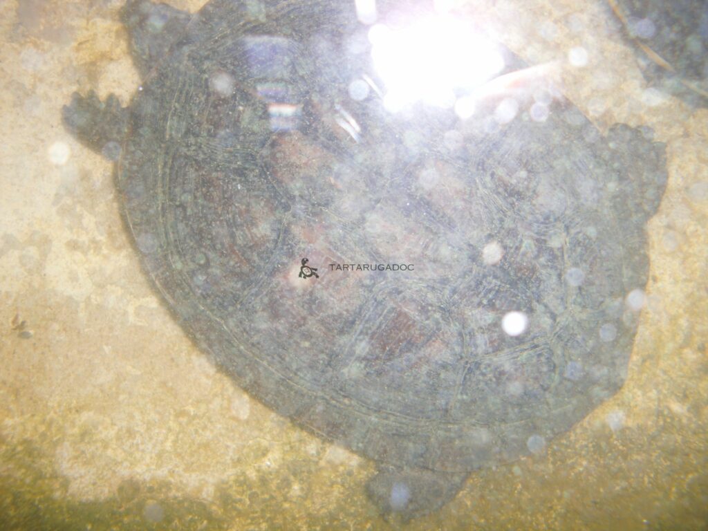 CIMG6560 risultato 2
