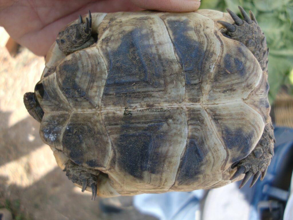 CIMG6549 risultato