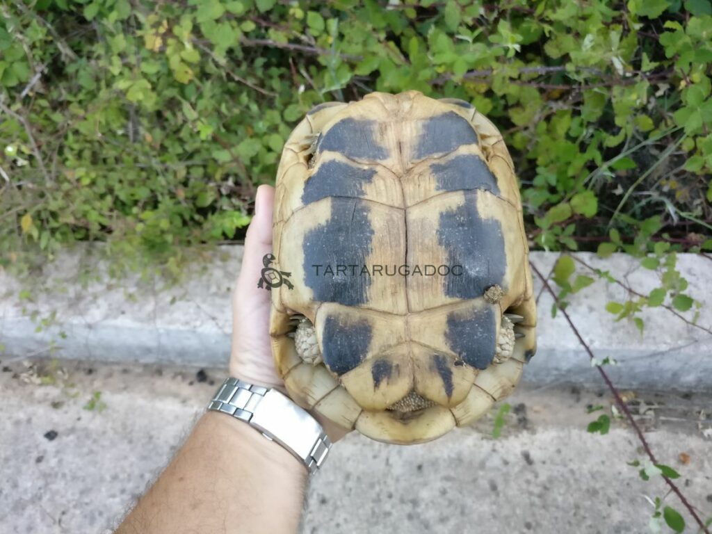 IMG 20160801 191008 risultato risultato