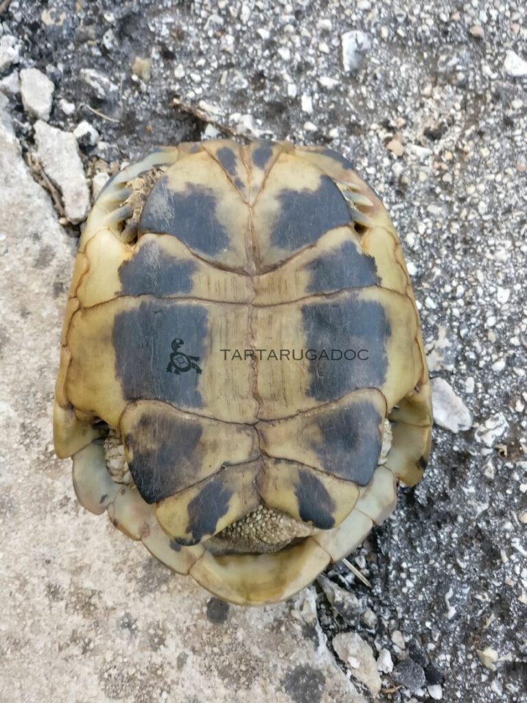 IMG 20160804 201422 risultato risultato