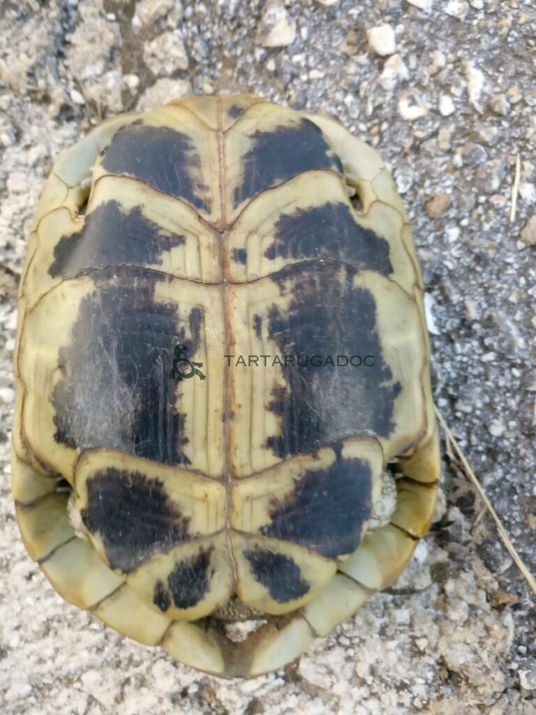 IMG 20160804 201957 risultato risultato
