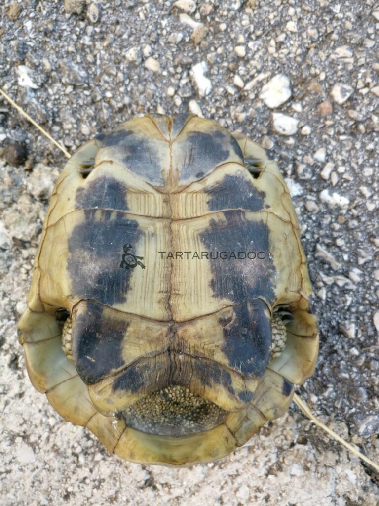 IMG 20160804 202021 risultato risultato