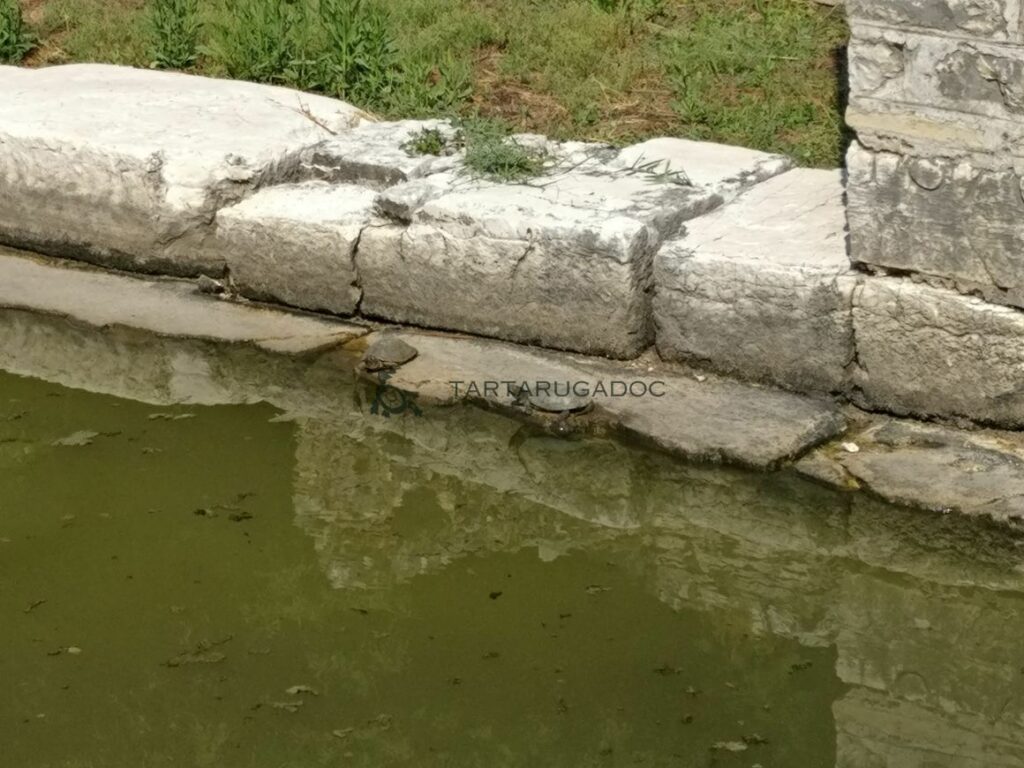 IMG 20160808 095339 risultato risultato