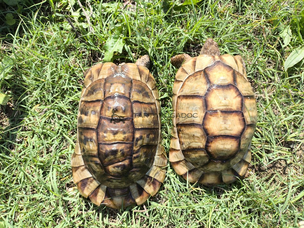 Testudo Marginata