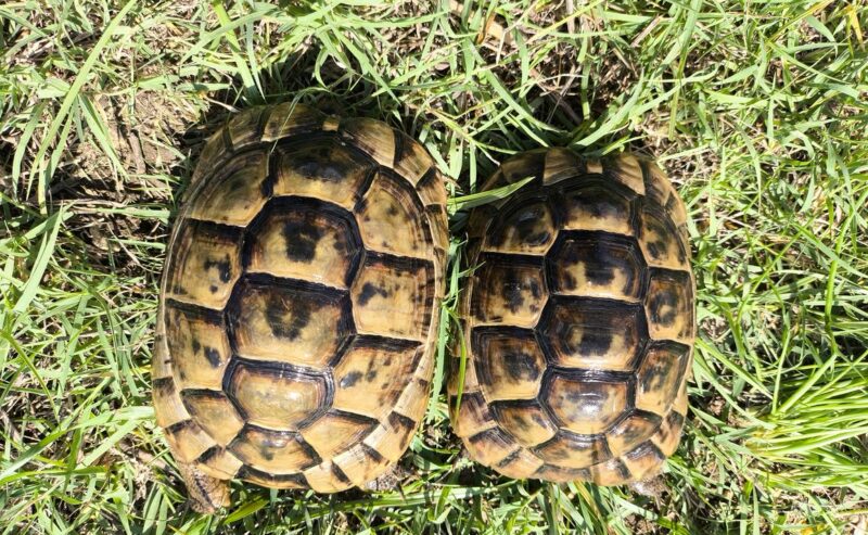 Testudo Graeca Anamurensis