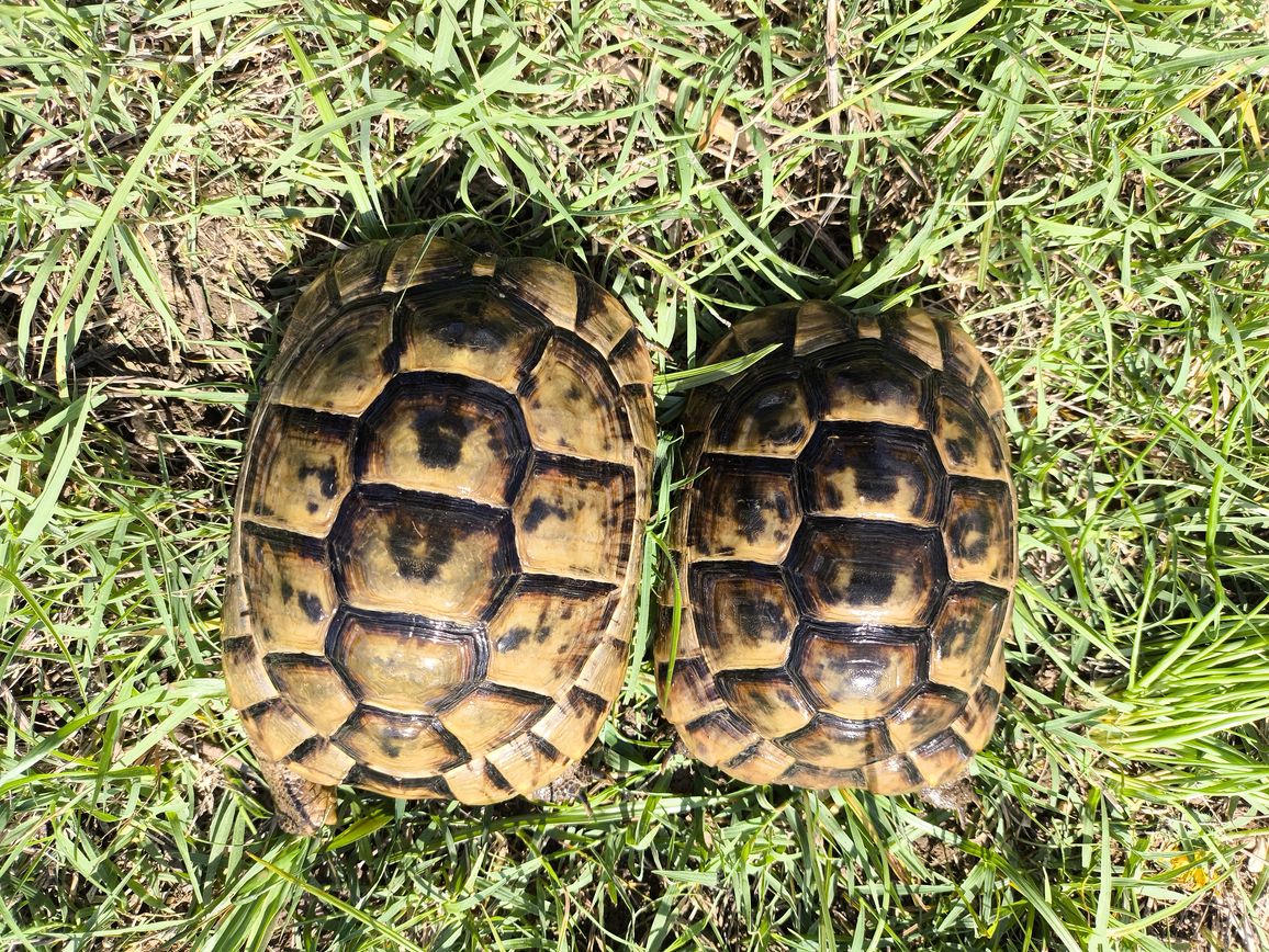 Testudo Graeca Anamurensis