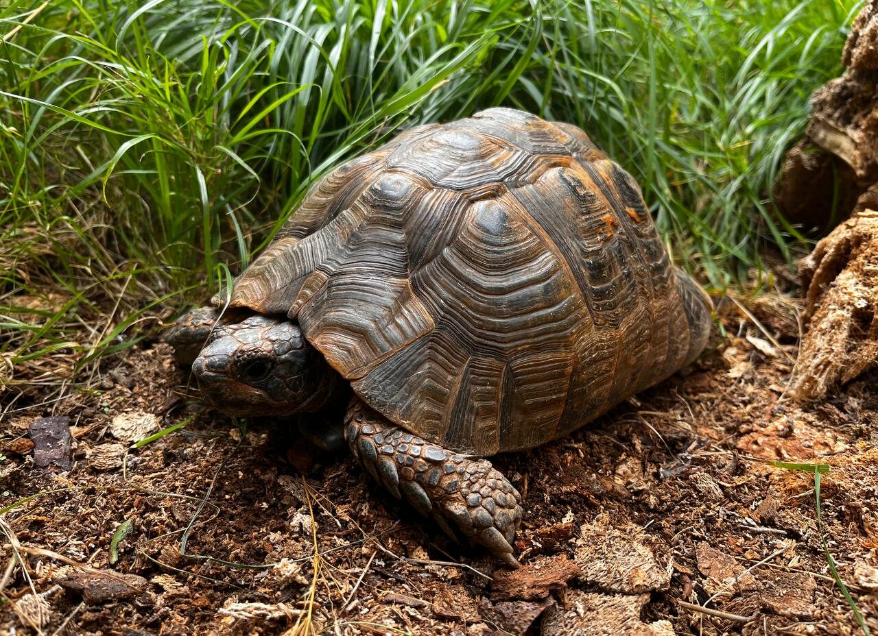 Testudo Graeca East-Anatolian