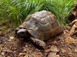 Testudo Graeca East-Anatolian