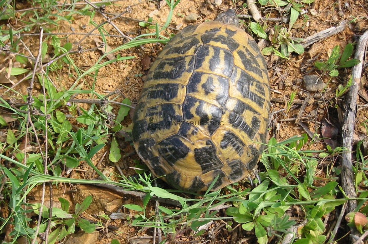 Testudo Hermanni