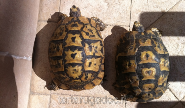 Testudo graeca nabeulensis 1 Testudo graeca nabeulensis